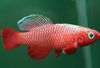 Rosso Pesce Nothobranchius foto