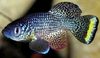 Плямистий Риба Нотобранхіус фото