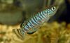stripete Fisk Nothobranchius bilde