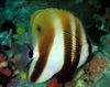 Turuncu-Bantlı Mercan Balığı