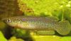 Jaune poisson Pachypanchax photo