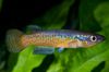 Hétéroclite poisson Pachypanchax photo