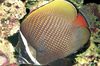 bodkovaný Ryby Pakistan Butterflyfish fotografie
