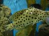 Groupers Panter Grouper