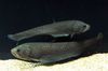 ბუმბული ზურგი და დანა თევზი Papyrocranus