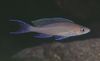 Brun Fisk Paracyprichromis foto