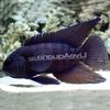 Getupft Fisch Paraplesiops foto