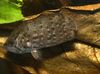 Плямистий  Риба-Лист Гайянський (Риба Обрубок) фото