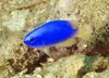 blå Fisk Pomacentrus bilde