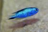 Γαλάζιο ψάρι Pomacentrus φωτογραφία