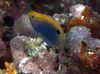 Motley Fish Pomacentrus photo