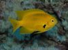 Gelb Fisch Pomacentrus foto