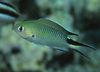 Πράσινος ψάρι Pomachromis φωτογραφία