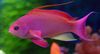 წითელი თევზი Pseudanthias ფოტო