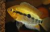 Aur Pește Curcubeu Cichlid fotografie