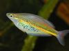 Ramu Regenbogenfisch