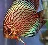 Striped Red discus
