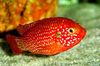 Red Jewel Cichlid