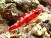 Red Spotted Goby