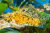 желтый Рыба Моллинезия парусная (Пецилия высокоплавничная, Пецилия флаговая) фото