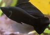 черный Рыба Моллинезия парусная (Пецилия высокоплавничная, Пецилия флаговая) фото