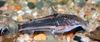 dryžuotas Žuvis Scleromystax Lacerdai nuotrauka