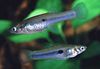 ливе-беаринг риба (гуппи, молли, плати, и мач реп) Сцолицхтхис