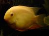 žltý Ryby Severum fotografie