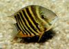 stripete Fisk Severum bilde