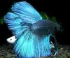 Блакитний Риба Петушок (Рибка Бійцівська Звичайна) фото