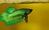 zelen  Siamski Boji Ribe fotografija