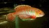 červená Ryby Simpsonichthys fotografie