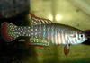 Spotted Fish Simpsonichthys photo