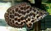 Flekket Klatring Abbor, Leopard Bush Fisk