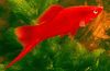Červená Ryby Mečovka fotografie