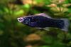 siyah Balık Swordtail fotoğraf