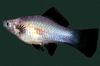 серебристый Рыба Меченосец фото
