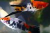 Motley Fish Swordtail photo