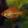 Red Fish Tiger Barb photo