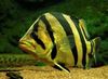 Смугастий Риба Окунь Тигровий фото