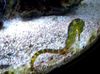 jūraszirdziņi, pipefish Tiger Aste Jūras Zirdziņš