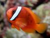 Tomātu Clownfish