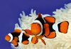 Res Percula Clownfish