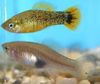 Live-bearing fish (guppy, molly, platy, and swordtail) Xiphophorus evelynae