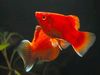 красный Рыба Пецилия пятнистая (Платипецилия) фото