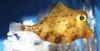 Rumena Boxfish