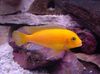 Жовтий Риба Псевдотрофеус Зебра фото