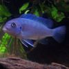 Блакитний Риба Псевдотрофеус Зебра фото