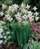 Abyssinian Gladiolus, Peacock Orchid, Fragrant Gladiolus, Sword Lily