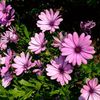 розовый Цветок Остеоспермум (Капская маргаритка) фото
